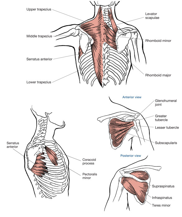 Shoulder Muscles Diagram - Muscles Of The Pectoral Girdle And Upper