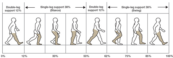 ACE - ProSource™: May 2016 - Functional Anatomy Series: The Adductors