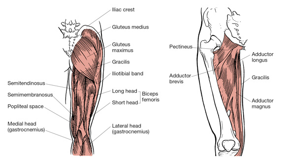Ace Certified November 2019 Understanding The Barbell Hip Thrust