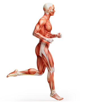 exercise science anatomy