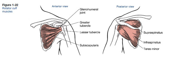 Muscles That Move the Arm