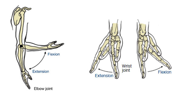 Elbow and Wrist Joints