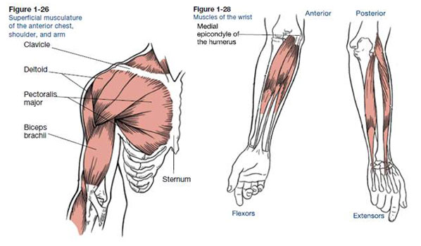 Chest, Shoulder, Arm, and Wrist
