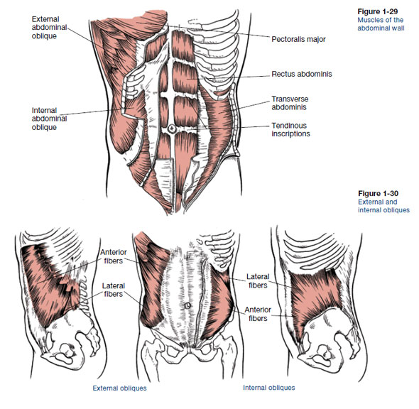Core Anatomy Learn About Core Muscles ACE Blog Core Anatomy Learn About Core Muscles ACE Blog