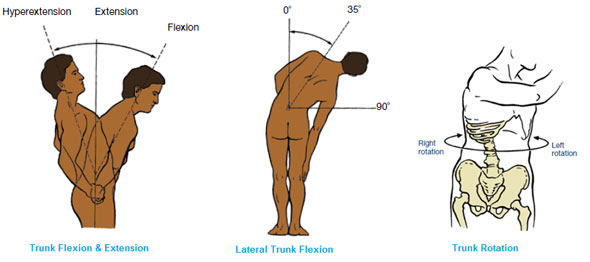 core muscles of the body