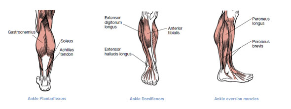 Ankle muscles