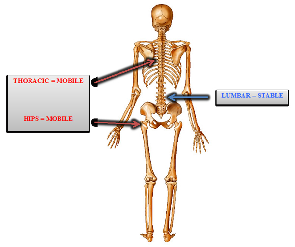 Spine mobility