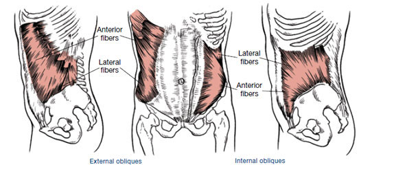Core Anatomy: Muscles of the Core
