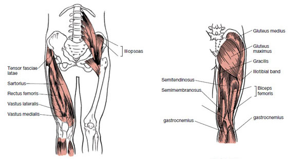 Muscles That Move The Leg All the major muscle groups of the body from front and back. muscles that move the leg