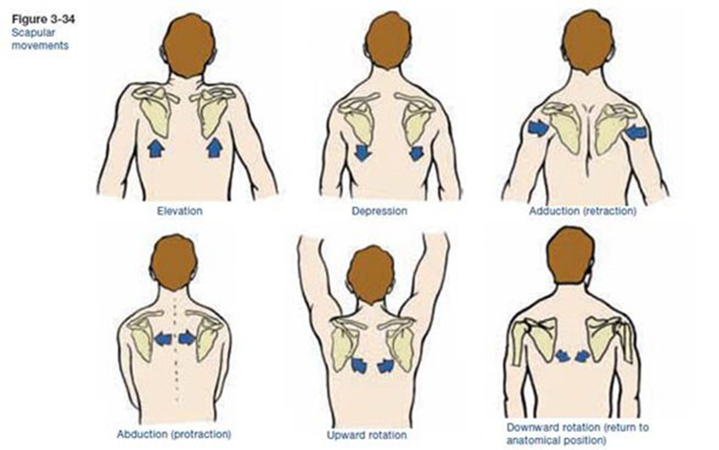 Scapulae Muscles That Make It Move ACE Blog