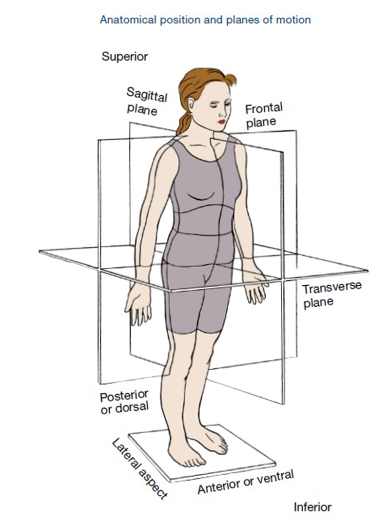 planes-of-motion-explained-ace-blog