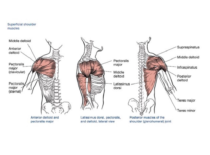 Anterior muscles diagram